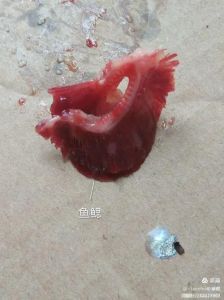 鱼的精囊在哪个部位_鱼腹白囊，高蛋白珍贵食材，可食可药
