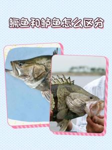 雌鱼和雄鱼肉有区别吗_鲈鱼公母区别与烹饪技巧