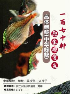 鳑鲏长大了是鳊鱼吗_鳑鲏不是鳊鱼，独特产卵，受威胁的观赏鱼