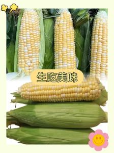 甜玉米煮熟是脆的吗_脆甜水果玉米怎么煮？最佳口感技巧！