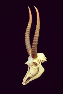 一个羊有几个羊拐骨_承载童年的古老骨玩具