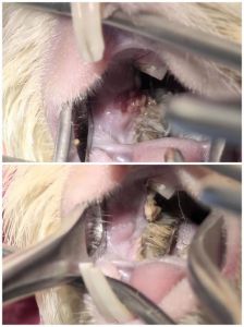 猪上颚俗称什么_猪上颚（猪天梯）口感脆，营养好，炒火锅都爱吃！