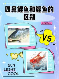 海鲤鱼和河鲤鱼的区别_海鲤河鲤鲈鱼怎么选？肉质营养大不同