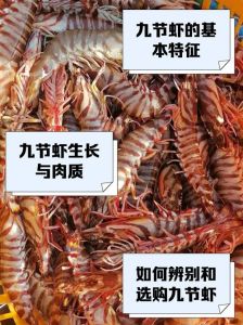 漳州九节虾是海虾吗_鲜美弹牙，老少皆宜的海虾