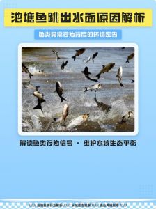 鱼跳出水面是什么原因_鱼儿跃出水面原因多，非缺氧亦或环境变