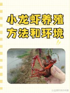 小虾养在什么地方_夏天吃小龙虾，肥美秘诀看这里！