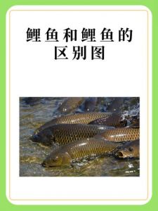 鲤鲫与鲫鱼区别图片_鲫鱼养殖量超鲤鱼，营养价值高，适合清蒸养生