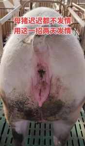 猪为什么长毛_猪毛生长受营养环境影响，黑猪少量白毛属正常