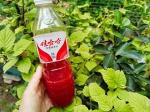 樱桃汁怎么洗掉灿也_衣服樱桃汁渍，食盐牙膏巧去除