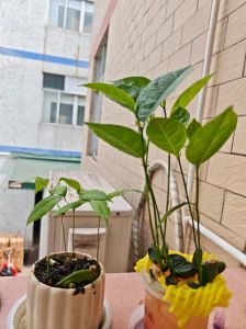 尖叶杜英是不是完全叶_常绿乔木，叶聚生枝顶，花洁白芳香，观赏价值高