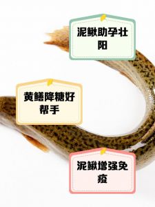 黄鳝和泥鳅的区别图_黄鳝泥鳅哪个好？