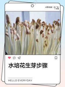 花生苗做法家常_时令美味，炒煮皆宜！
