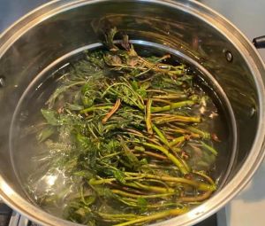 老香椿叶的腌制方法和保存_腌香椿选嫩芽，盐腌冷藏入味，冷冻保存长久