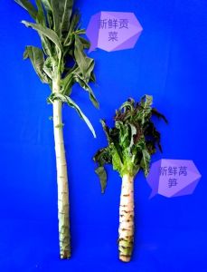 贡菜究竟是不是莴笋_外形口感大不同
