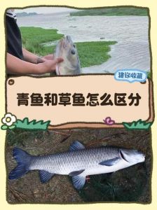 鲱鱼和青皮鱼的区别_银色飞镖鱼，营养美味