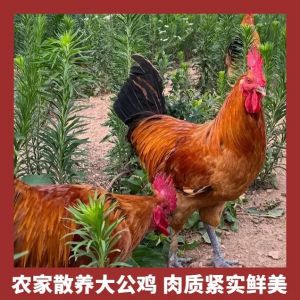 黑爪鸡和老母鸡的区别_颜色差异