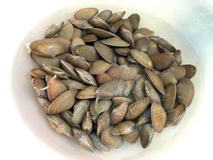 花甲属于软体动物吗_美味营养的海鲜佳肴
