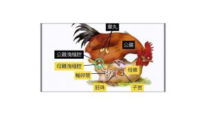 蛋鸡跟母鸡有什么区别_蛋鸡母鸡体型产蛋用途