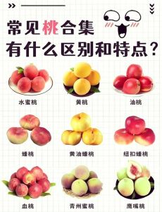 毛桃与水蜜桃的区别详解：两种桃子在品种、产地和口感上的不同特点