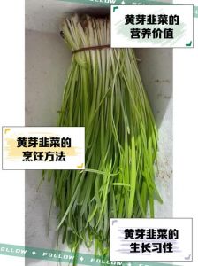 韭菜坏了是什么味道_韭菜变质有异味发霉？快看颜色和茎部！