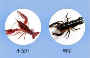 蝲蛄跟小龙虾的区别_珍稀好味与大众美食的选择