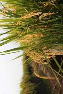 南方稻子什么季节成熟_南方稻子秋季成熟，早稻7月下旬，晚稻10月底至11月中旬