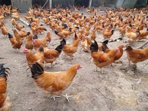 黄脚大公鸡和三黄鸡肉质区别_外貌生长肉质大不同