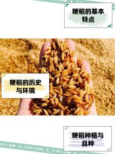苏州的稻子一年几熟_江苏水稻因地而异，苏南两季，苏中淮北一季再生稻