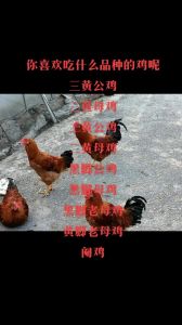 黄脚公鸡和黑脚公鸡的区别_乌鸡黑脚贵营养好，选鸡看脚爪和品质
