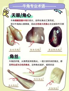 水牛角正确煎煮方法_水牛角煎煮方法与注意事项