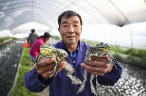 牛蛙和青蛙有什么区别_牛蛙青蛙有啥区别？