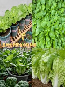 奶油小白菜的种植方法和时间_奶油小白菜2-4月种植，湿润肥沃土壤，勤浇水追肥