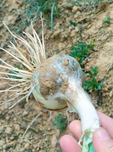 发菜食谱大全及做法_凉拌炒肉煲汤做馅烤制多种美味吃法