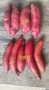 红瑶蜜薯和天照蜜薯的区别_红瑶蜜薯与天照蜜薯口感对比