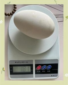 鹅蛋要煮多久才熟_保熟易剥壳，营养美味做法多