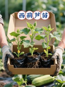 笋瓜和西葫芦区别图片_看果梗叶区分，烹饪口感不同