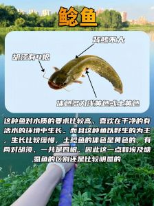 埃及鱼和鲶鱼图片对比_体型大凶猛，本土鲶鱼虽小风味佳