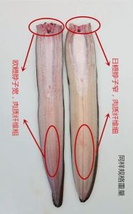 黑鳗鱼和白鳗鱼的区别_颜色与成长性别有关，白黑鳗鱼有何不同？
