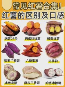 白蜜薯和红蜜薯的区别_口感营养大不同