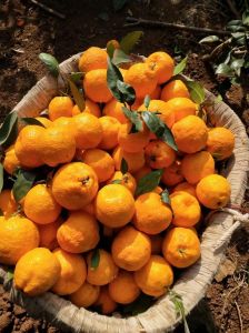三月成熟的桔子叫什么_丑橘三月上市，独特多汁甜酸可口