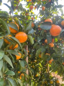 现在广西橘子熟了吗_广西柑橘成熟甜度高！