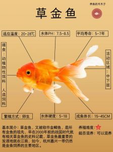 金鱼雄鱼跟雌鱼有什么区别_金鱼公母辨别技巧