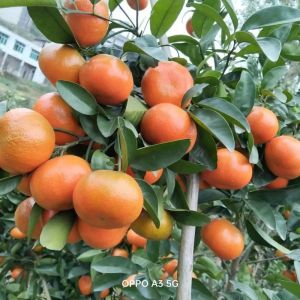 生橘子一般放几天可以成熟_橘子催熟放多久？放苹果香蕉旁或用米！