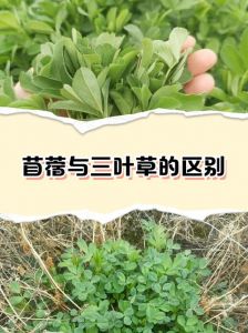 嫩叶草一二三到底是嫩草还是嫩草？详解其食材属性与烹饪做法