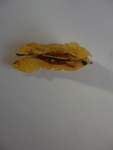 林蛙干的家常做法大全_林蛙干泡发做法和烹饪技巧