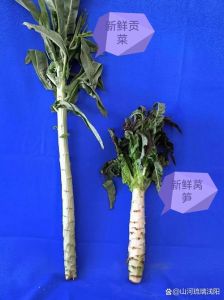 贡莱和莴笋的区别_贡菜莴笋怎么选？口感营养有区别