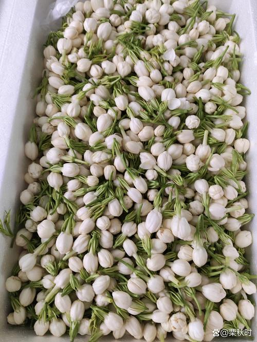 鲜茉莉花怎么处理能去除涩味_茉莉花去涩味,鲜泡好方法 鲜茉莉花怎么处理能去除涩味_茉莉花去涩味,鲜泡好方法