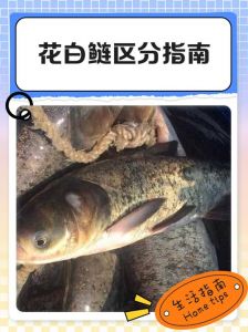 花鲢胖头白鲢有啥区别_白鲢花鲢怎么分？胖头鱼与银鲢有啥区别？