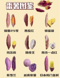 红薯和土豆的区别_红薯土豆不同科，营养做法有差异