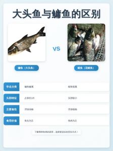 胖头鱼和大头鱼区别_胖头鱼和鲢鱼有啥区别？